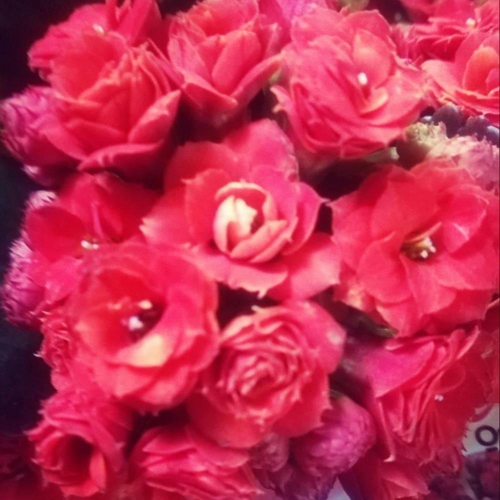 カランコエ クイーンローズの投稿画像 By Ageha3298さん 多肉植物と植中毒とタニラーとカランコエ属と花のある暮らしとバルコニスト 18月2月12日 Greensnap グリーンスナップ