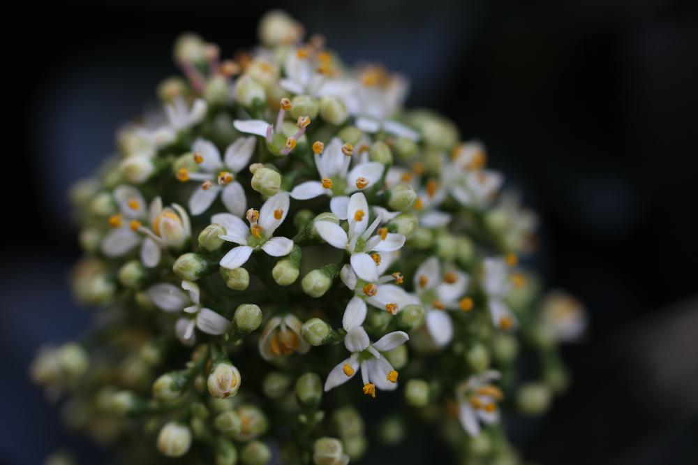 Skimmia Japonica スキミア ホワイトグローブ の投稿画像 By Pabkaさん 小さな庭と常緑低木とミカン科とスキミア は全種類が可愛いと 白色植物 コンテストと白い花と常緑低木とミカン科とスキミアは全種類が可愛いと 白色植物 コンテストと白い花 18月2月12日