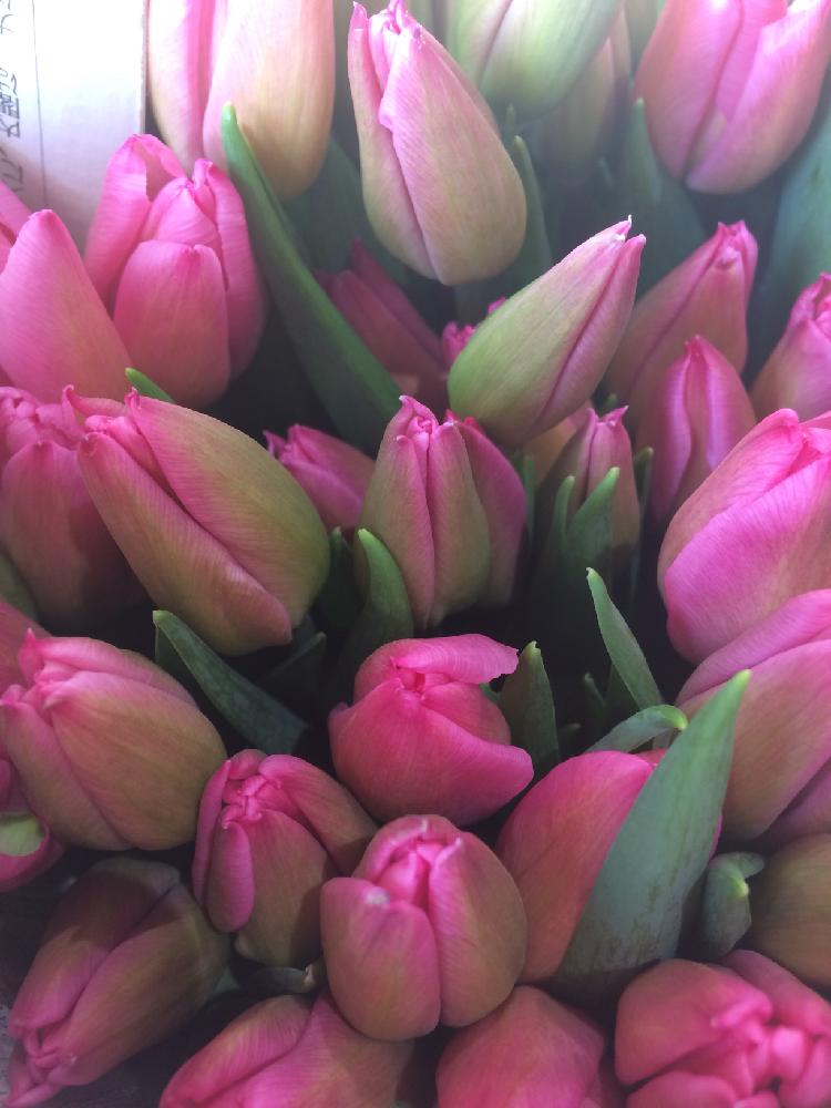 å'è¸åºã®æç¨¿ç