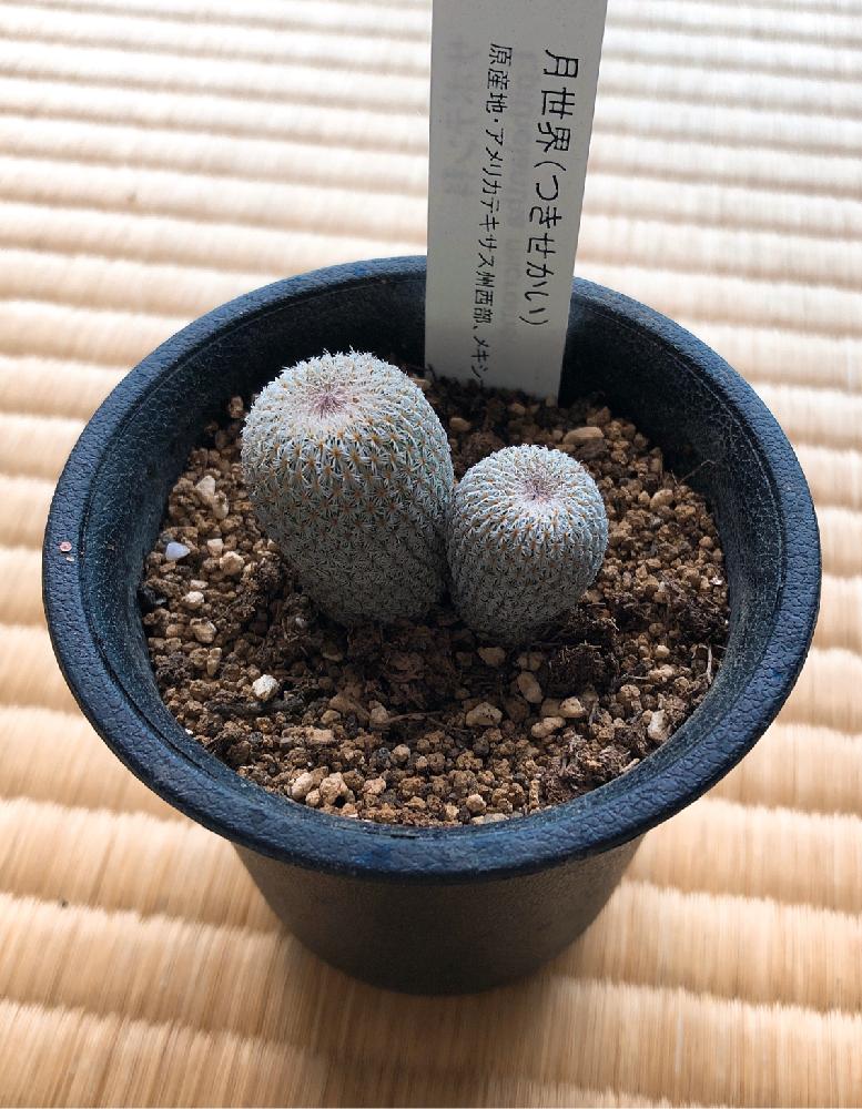 月世界の投稿画像 By Boesukeさん サボテン科とサボテン とサボテンさんとサボテン と植中毒とタニラーとバルコニスト 18月2月 12日 Greensnap グリーンスナップ