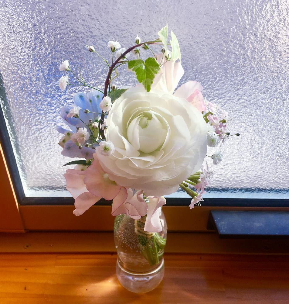 ラナンキュラスの投稿画像 By Makiさん スイートピーとアイビーとデルフィニウムとカスミソウと季節の花と 白色植物 コンテストと花のある暮らしと白い花と切り花と花束 18月2月13日 Greensnap グリーンスナップ