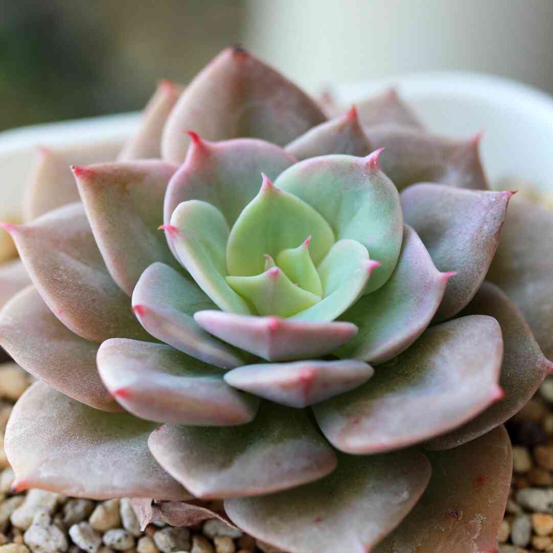 バルコニー/ベランダの投稿画像 by LeoNさん｜多肉植物とエケベリア属