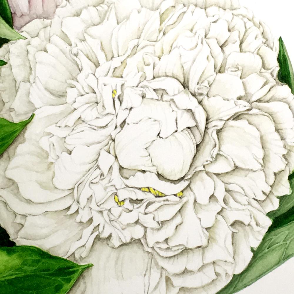 芍薬の投稿画像 By Miyuさん 白い芍薬とデスクとボタニカルとキラキラ とアートと白花とボタニカルアートと今日の１枚と花 に魅せられてとありがとうとゆるキャラ倶楽部と 白色植物 コンテストと花のある暮らしとm Worldとボタニカルとキラキラ とアートと白花と