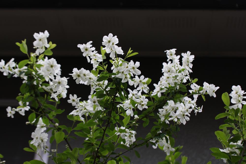 Exochorda Racemosa リキュウバイの投稿画像 By Pabkaさん バラ科と 白色植物 コンテストと白い花と落葉低木と春の樹の花 2018月2月14日 Greensnap グリーンスナップ