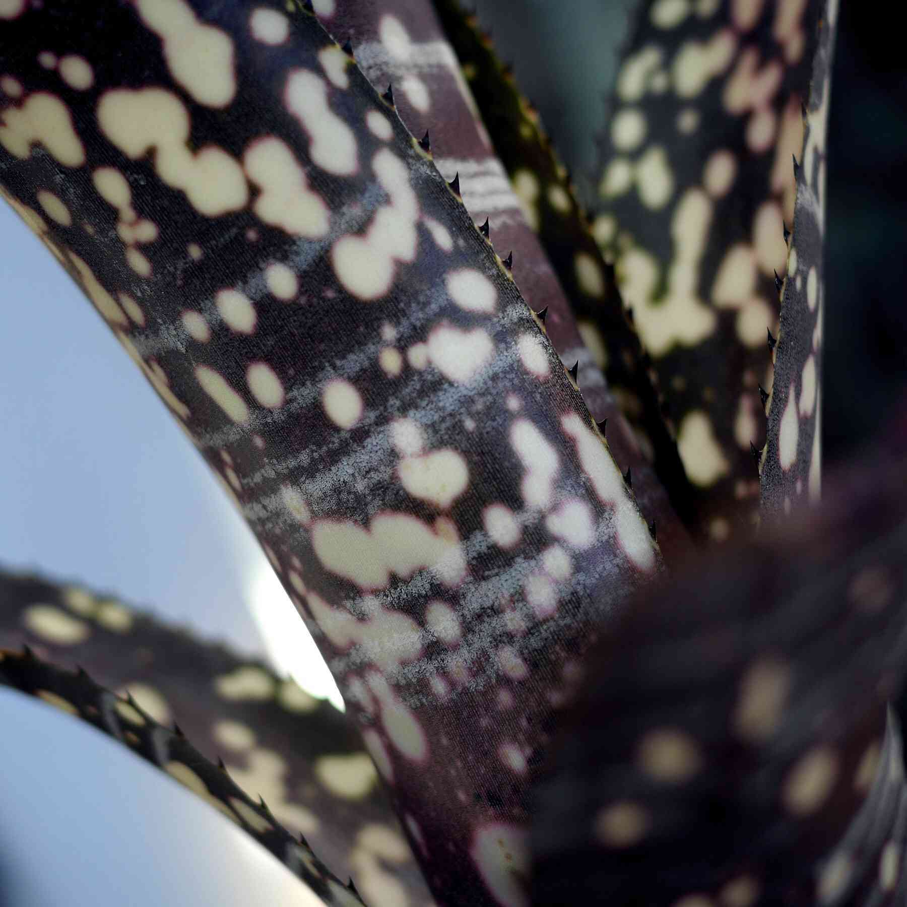 現品】ビルベルギア・ディッピンドッツ Billbergia Dippin Dots