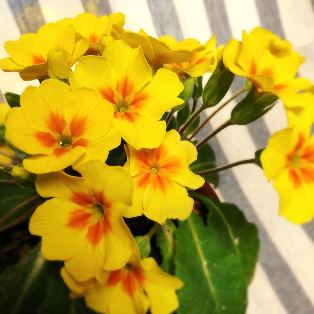 プリムラ ジュリアンの投稿画像 By Shigeさん プリムラ ジュリアンとプリムラと夏越し成功と黄色と黄色い花と黄色の花と鉢植えときいろいお花 18月2月14日 Greensnap グリーンスナップ
