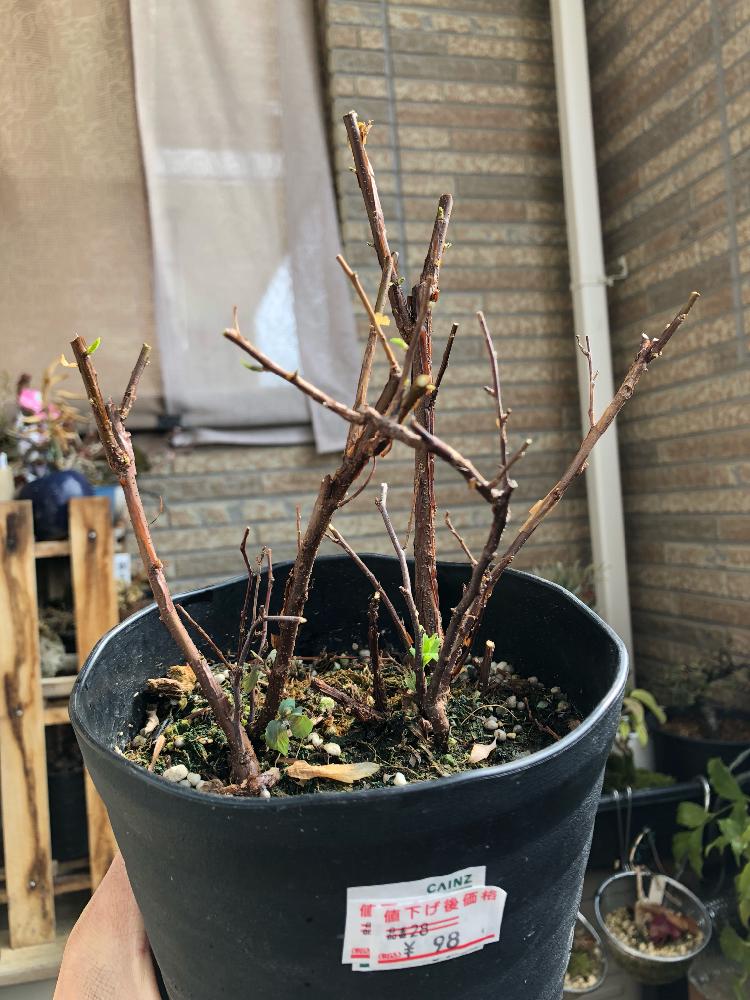 コデマリの投稿画像 By Cphzさん バルコニー ベランダと盆栽と盆栽 18月2月15日 Greensnap グリーンスナップ Greensnap グリーンスナップ