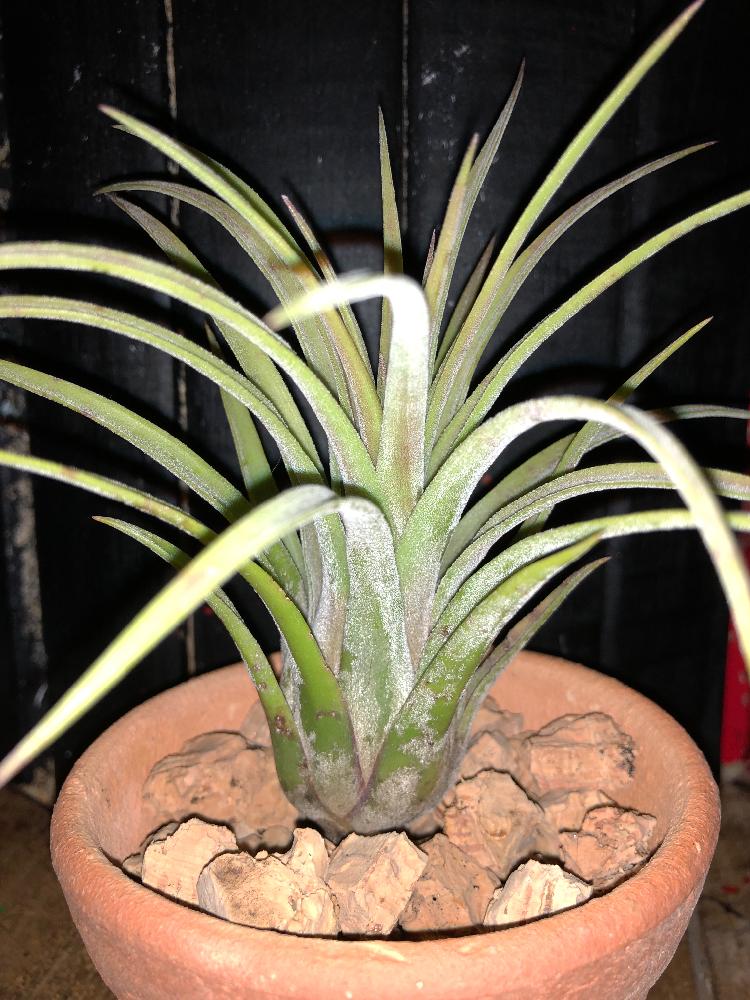 チランジア コンコロール × ストレプトフィラ セレクテッド-