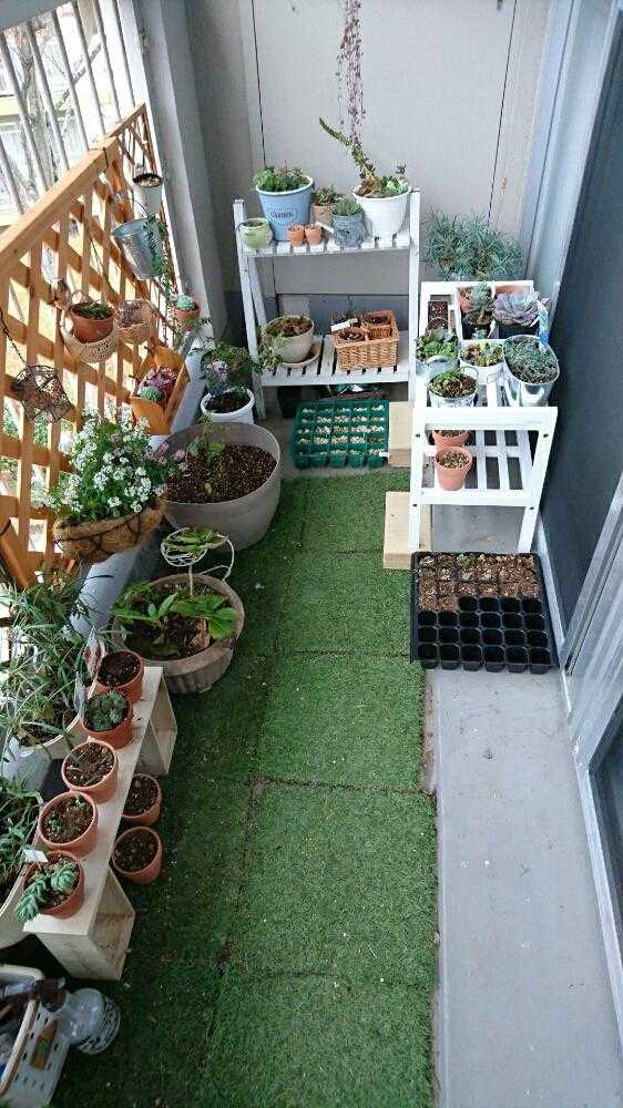 我が家の極狭ベランダガーデニング記録 Greensnap グリーンスナップ