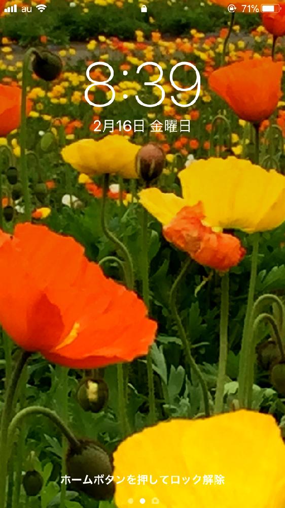 ポピーの投稿画像 By Miki Aさん 壁紙祭りと いいね ありがとうと花のある暮らしとお花のある生活と花が好き 18月2月16日 Greensnap グリーンスナップ