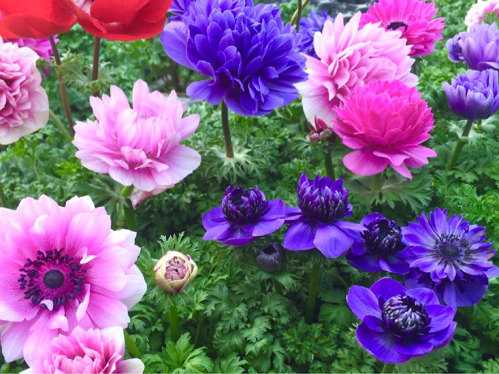 美花の投稿画像 By Kimikimiさん 綺麗なミドリと沢山のお花と壁紙 18月2月16日 Greensnap グリーンスナップ