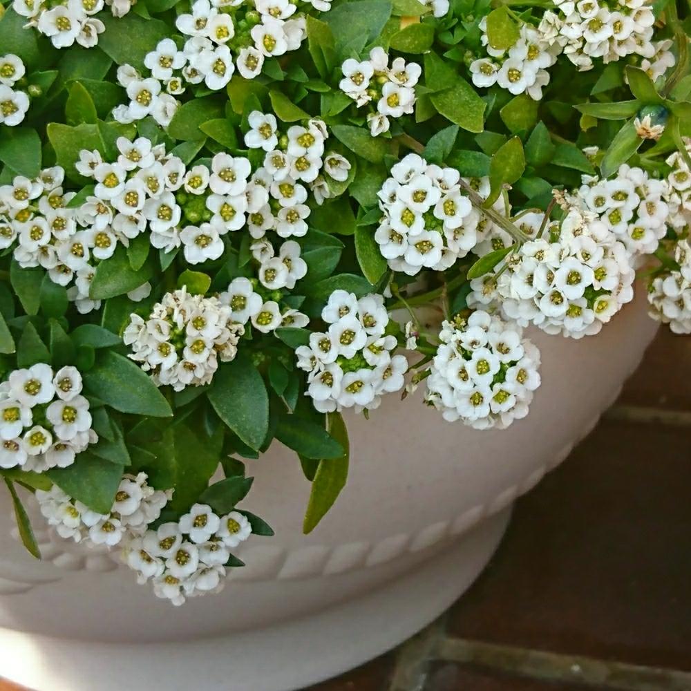 アリッサムの投稿画像 By いづみさん ホワイトと2月と植中毒と相談とゲキリンpicといい香りと花のある暮らしとかわいいな と白い小花 18月2月 17日 Greensnap グリーンスナップ