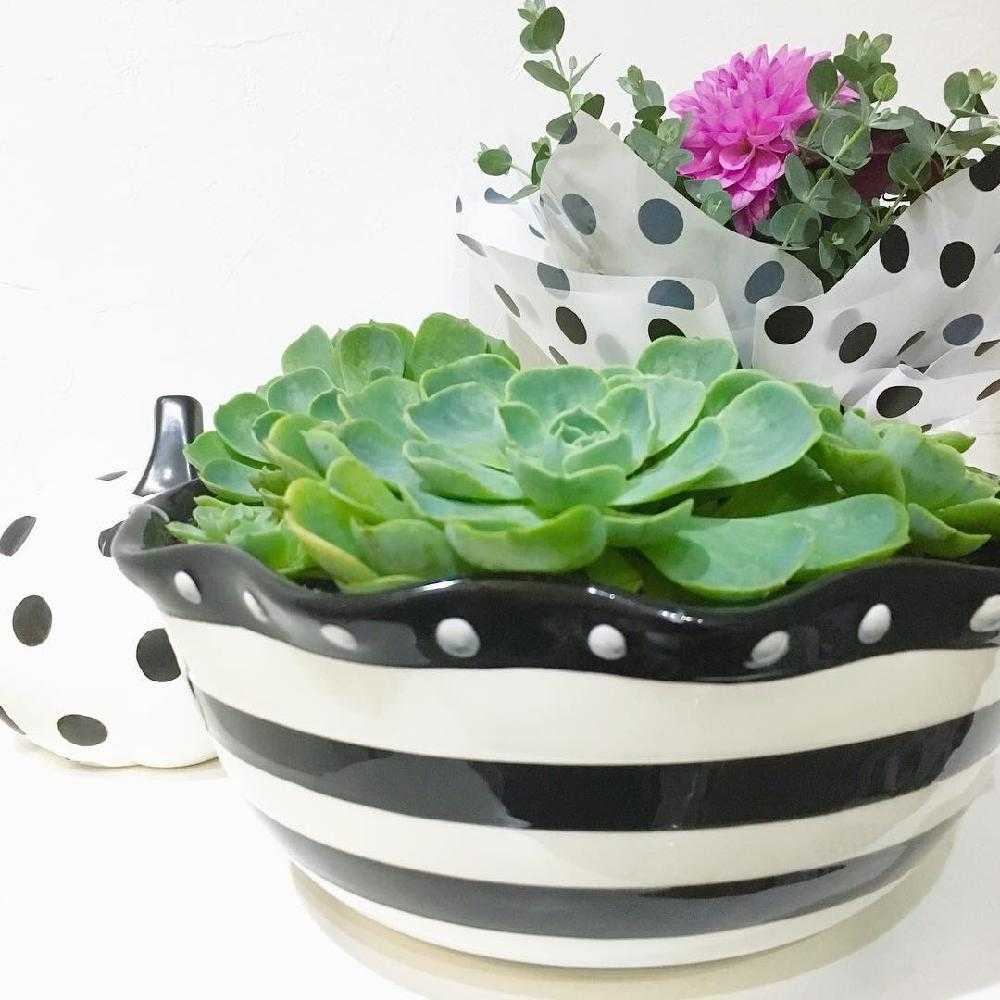 七福神　多肉　① エケベリア 七福神 ①｜🍀GreenSnap（グリーンスナップ）