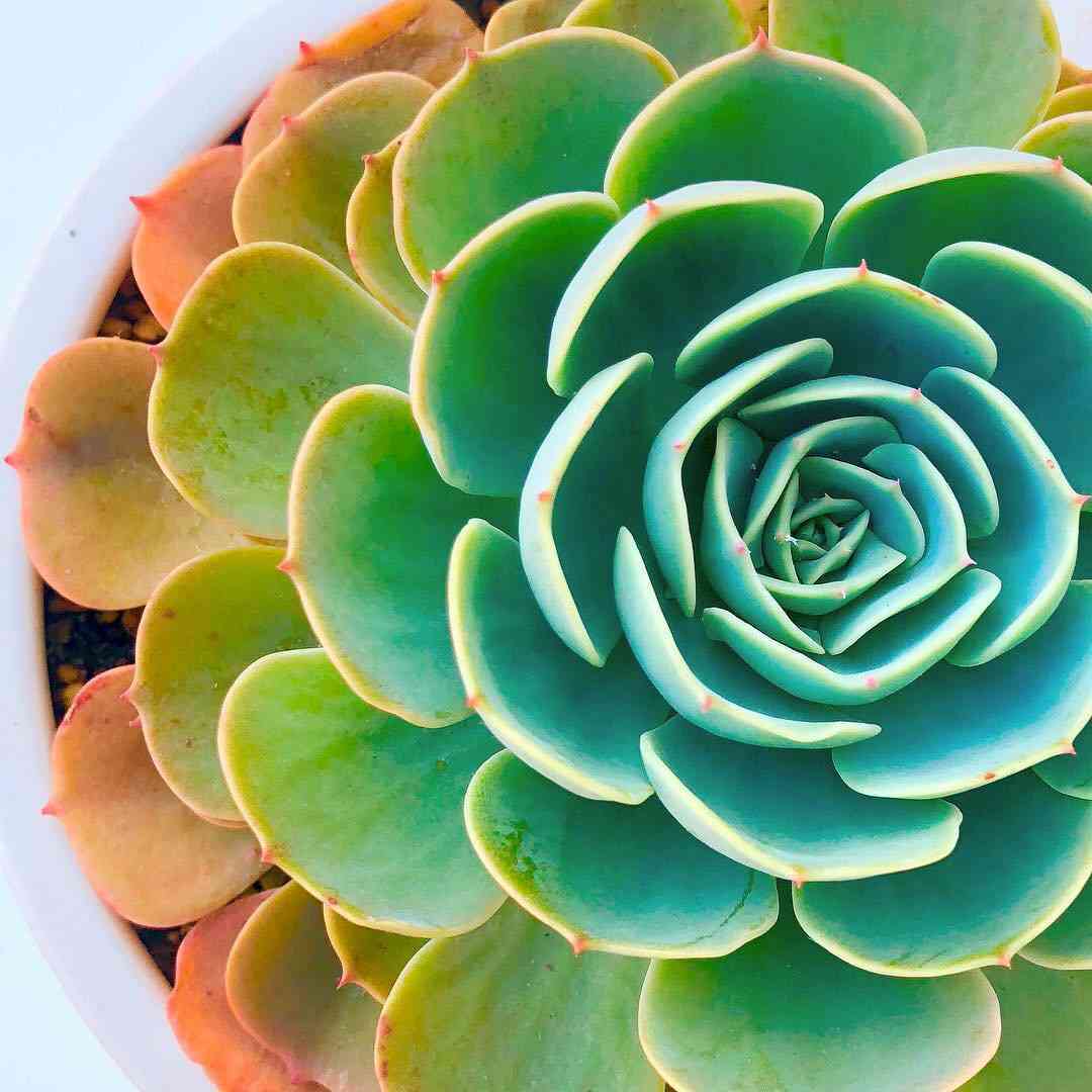 エケベリア 七福神 ②｜🍀GreenSnap（グリーンスナップ）