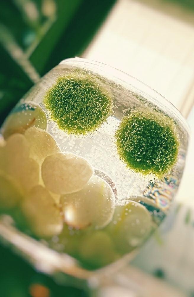 毬藻の投稿画像 By フジノコさん マリモ 18月2月17日 Greensnap グリーンスナップ