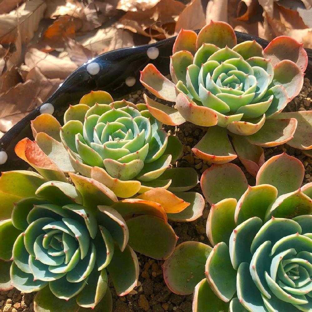 エケベリア 七福神 ②｜🍀GreenSnap（グリーンスナップ）