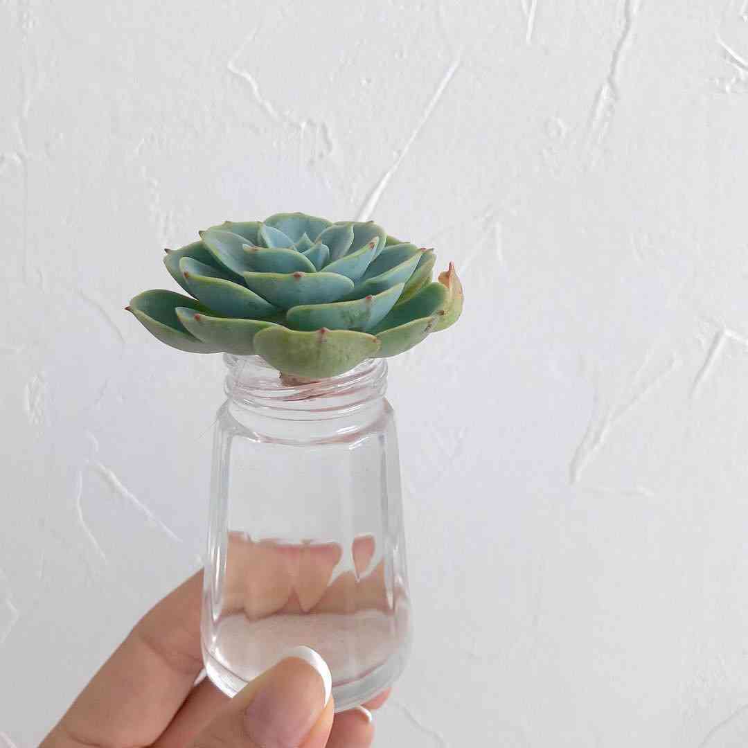 エケベリア 七福神 ③｜🍀GreenSnap（グリーンスナップ）