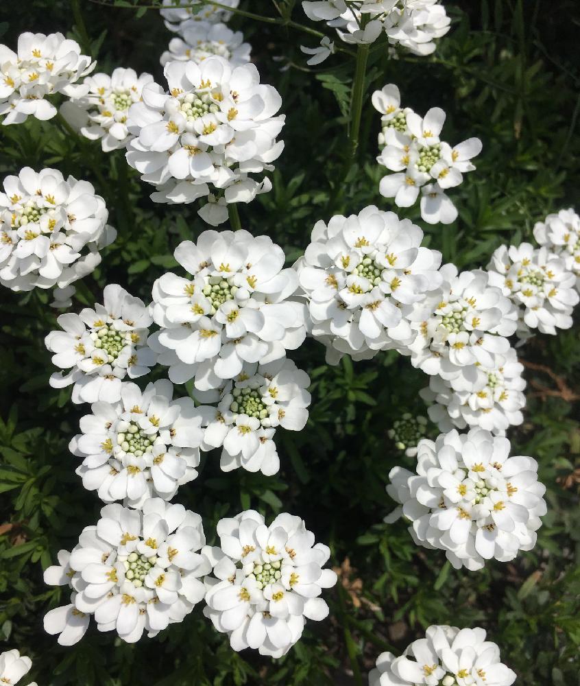 キャンディタフトの投稿画像 By Blumeさん イベリスとかわいい と癒しとおさんぽと 白色植物 コンテストと花のある暮らしと白い花 18月2月17日 Greensnap グリーンスナップ