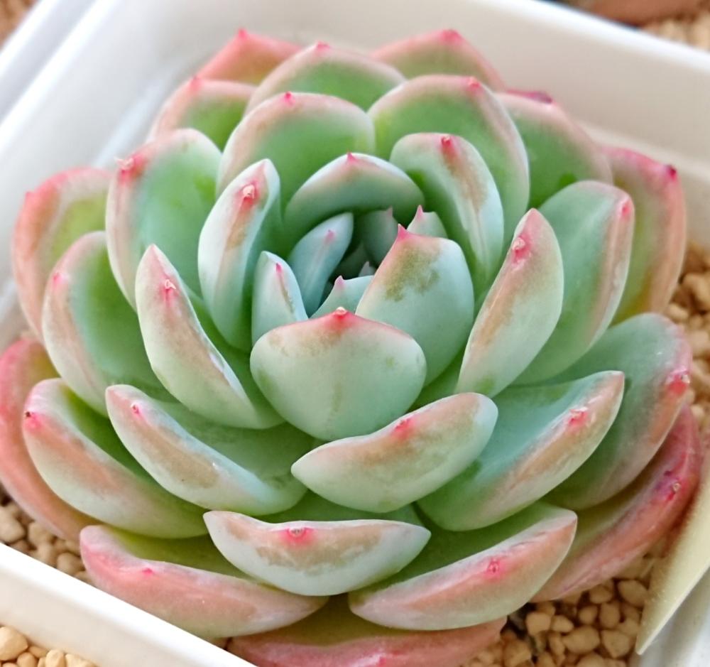 多肉植物 スリョン