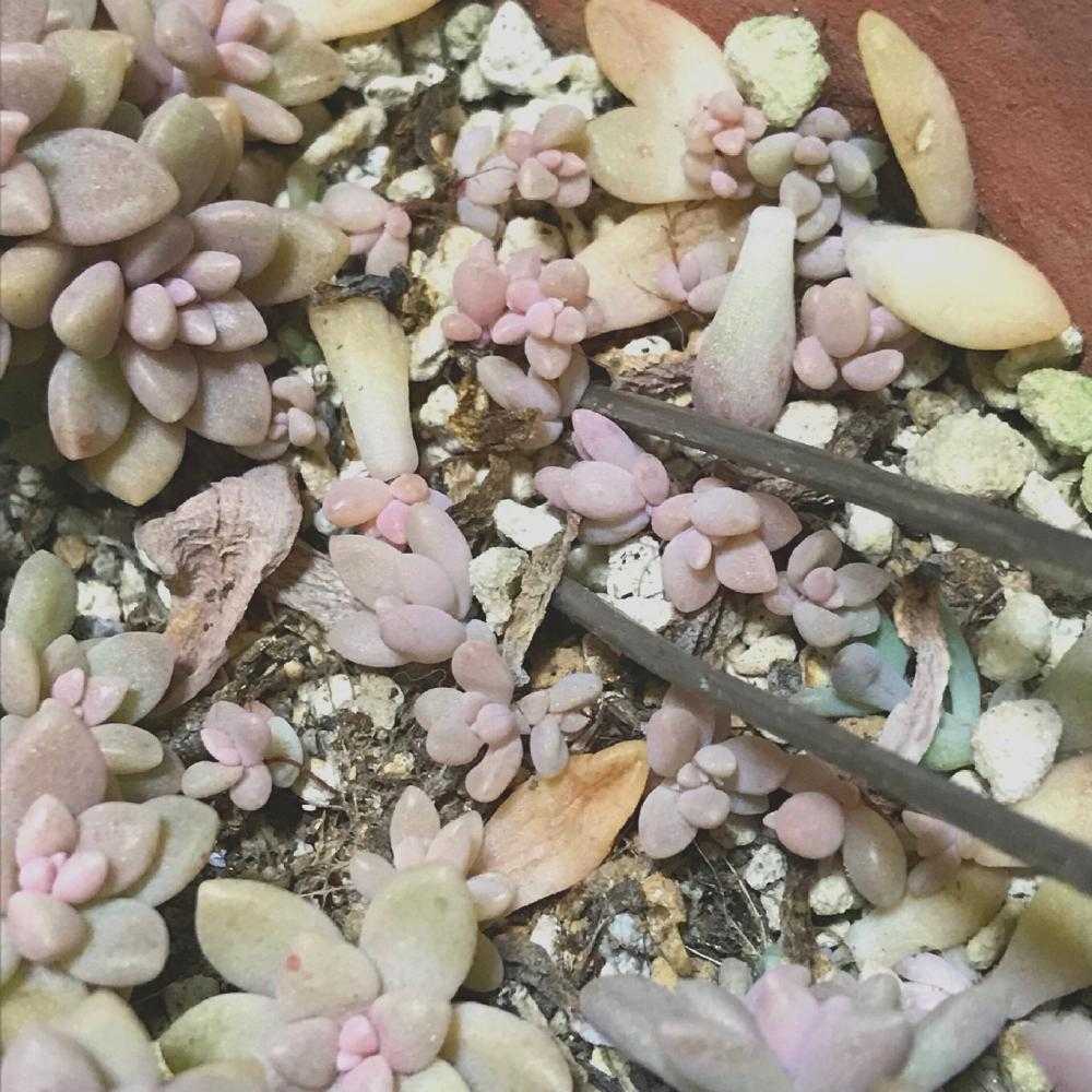 葉挿しまとめ｜🍀GreenSnap（グリーンスナップ）