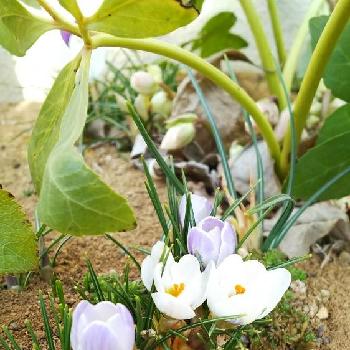 植えっぱなしクロッカスの投稿画像一覧 Greensnap グリーンスナップ 植えっぱなしクロッカスの投稿画像一覧 Greensnap グリーンスナップ