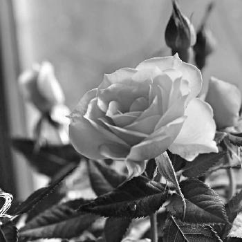 キャノンの画像 by 92さん | 窓辺とばら バラ 薔薇とふゆと癒しとはっぱとキャノンと一眼レフとGS映えと癒しgreenと植中毒と植物中毒と一応一眼レフとバラ・ミニバラ