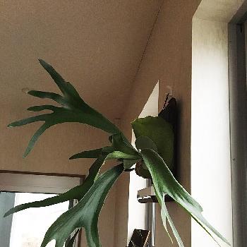 コウモリラン ネザランズの投稿画像一覧 Greensnap グリーンスナップ