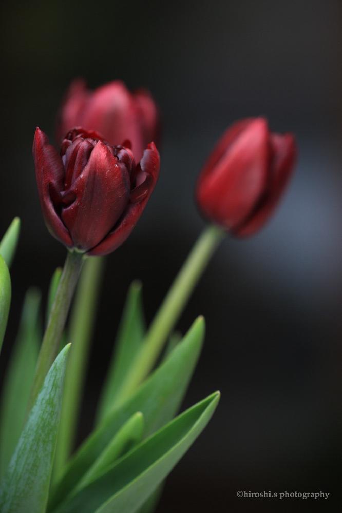 赤色の投稿画像 By 沢辺生花店さん 素敵なチューリップとオシャレと チューリップと今日の一枚と今日のお花と素敵な色合いと赤 紫と奈良と花屋と花のある暮らしと自由表現と素敵 18月2月18日 Greensnap グリーンスナップ