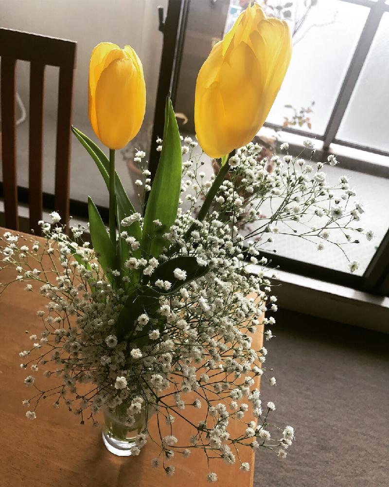 チューリップの投稿画像 By 夢さん かすみ草と部屋と花のある暮らしと花のある暮らし 18月2月18日 Greensnap グリーンスナップ Greensnap グリーンスナップ