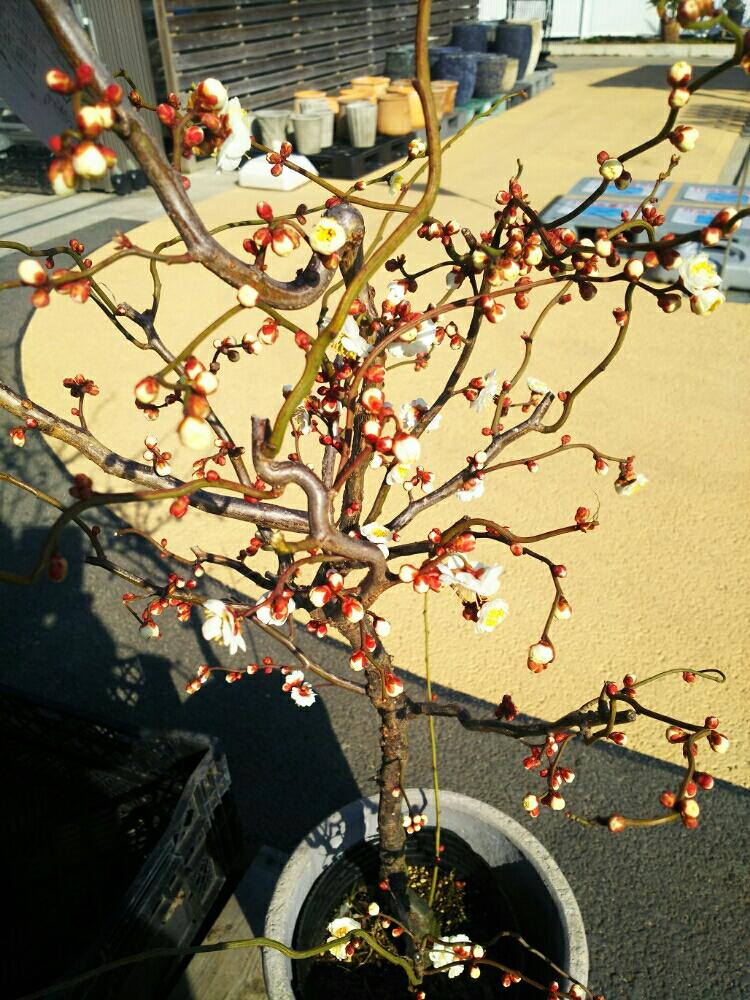 雲竜梅の投稿画像 By よしさん 和風と癒し とgs映えと植中毒とガーデン不二と花のある暮らしと欲しい 18月2月18日 Greensnap グリーンスナップ