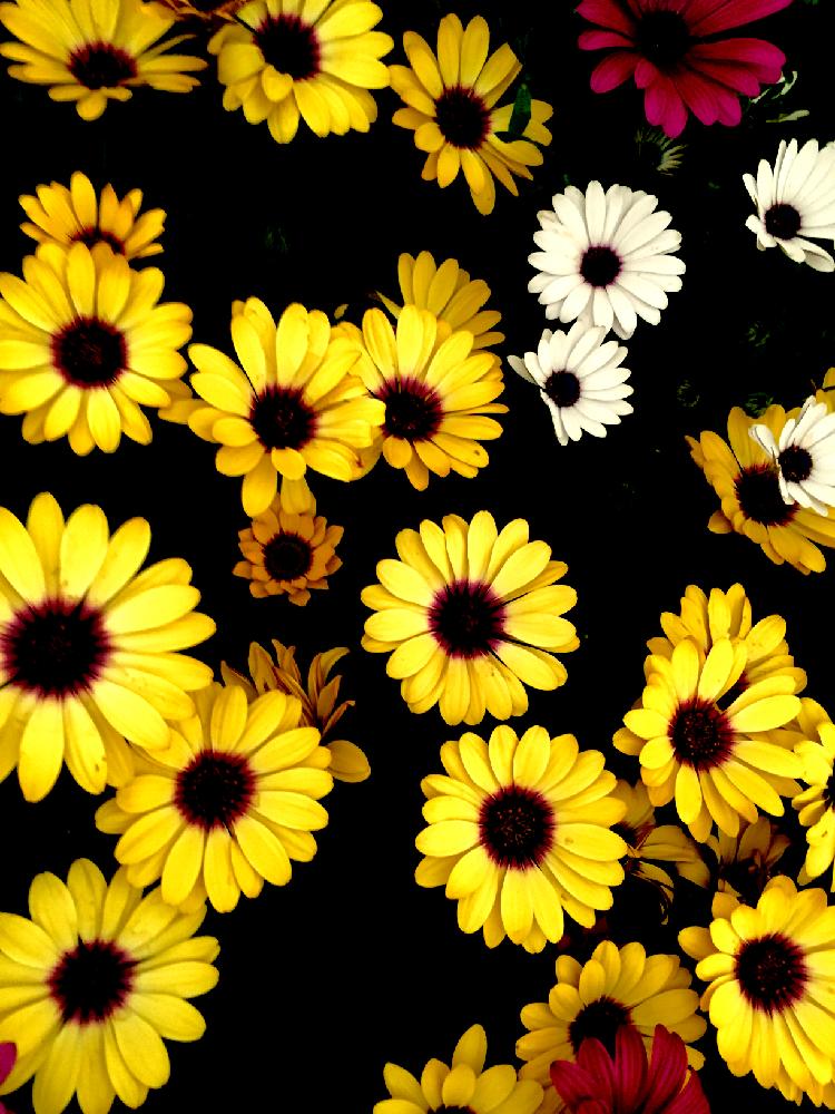 沢山のお花の投稿画像 By Kimikimiさん 壁紙と真上から と美花と綺麗なミドリ 18月2月18日 Greensnap グリーンスナップ