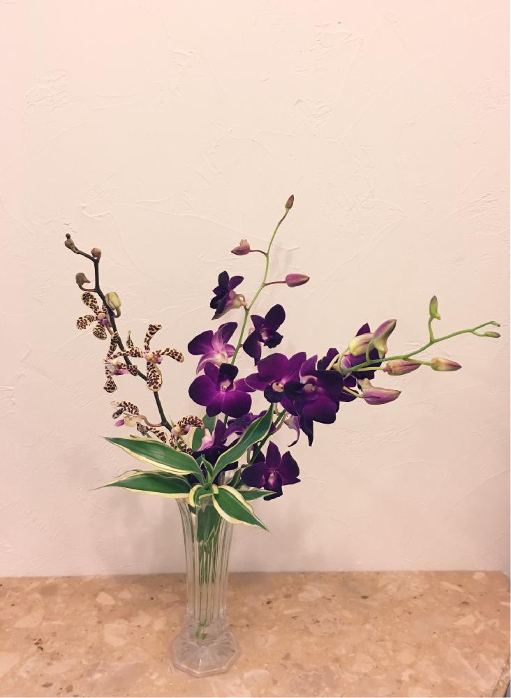デンファレの投稿画像 By えいかさん 玄関と花のある暮らしとムラサキの花と花瓶と花のある暮らしとムラサキの花と花瓶 18月2月18日 Greensnap グリーンスナップ Greensnap グリーンスナップ