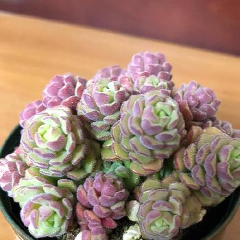 埼玉県の園芸店の投稿画像一覧 Greensnap グリーンスナップ