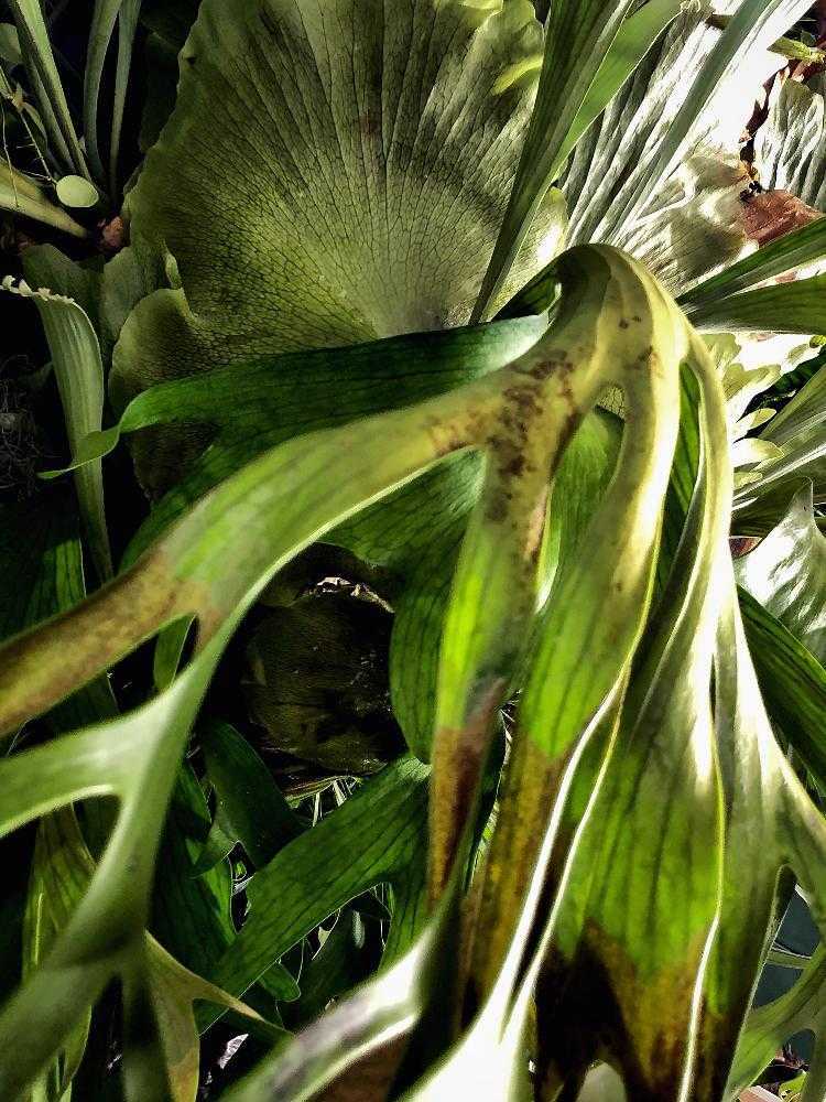 ⑤【リスト】ビカクシダの原種と園芸品種🦊🌿ver. 0.92｜🍀GreenSnap