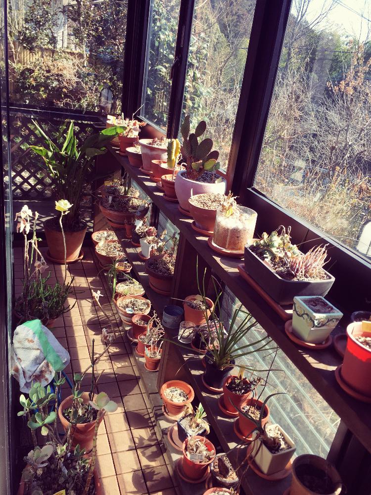 多肉植物の投稿画像 By むとーさん 温室diyと我が家の温室と簡易温室とdiy簡易温室と多肉温室と手づくり温室と手作り温室 18月2月19日 Greensnap グリーンスナップ 多肉植物の投稿画像 By むとーさん 温室diyと我が家の温室と簡易温室とdiy簡易温室と多肉温室と手づくり温室と手作り温室 18月2月19日 Greensnap グリーンスナップ