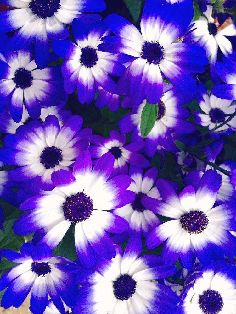 沢山のお花の投稿画像 By Kimikimiさん 壁紙と真上から と美花と綺麗なミドリ 18月2月19日 Greensnap グリーンスナップ