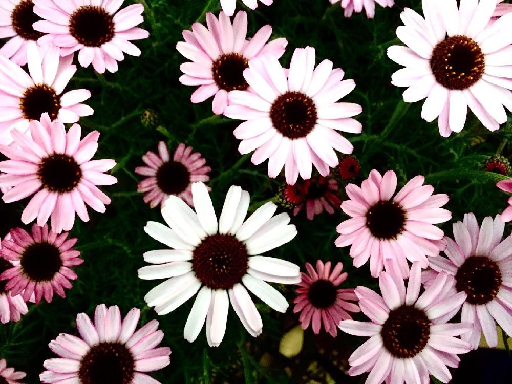 沢山のお花の投稿画像 By Kimikimiさん 壁紙と真上から と美花と綺麗なミドリ 18月2月日 Greensnap グリーンスナップ