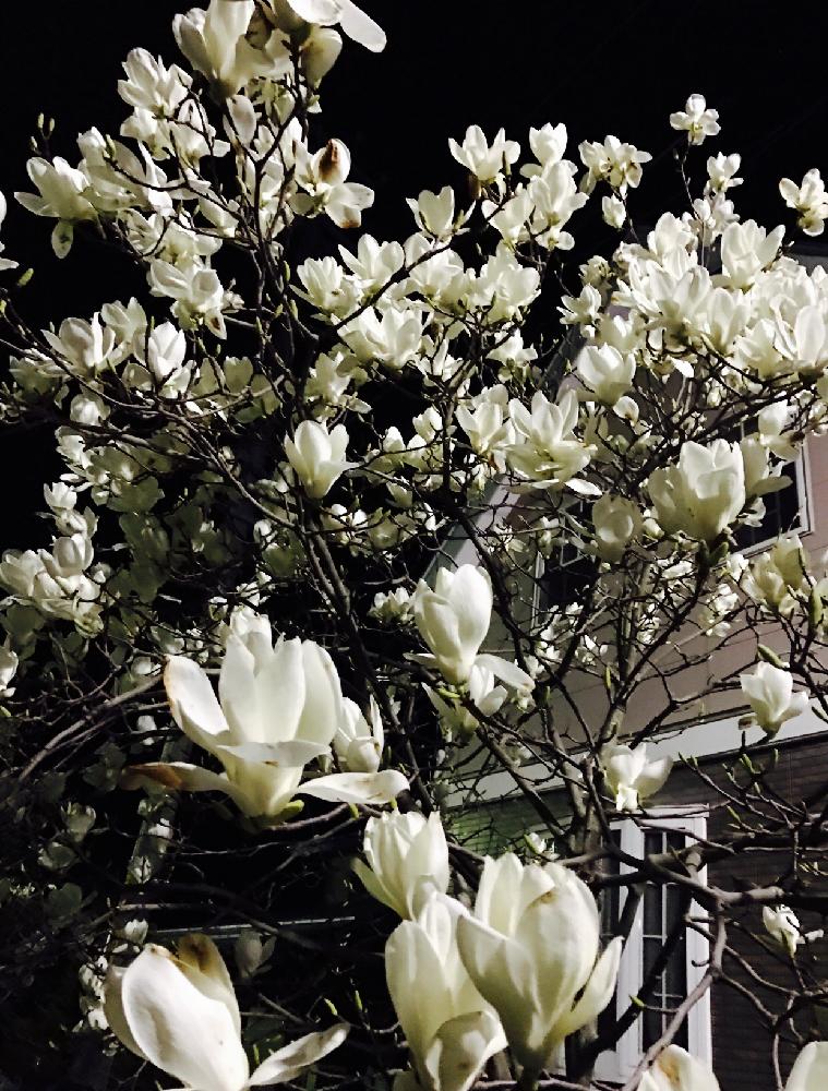 ハクモクレンの投稿画像 By 茶々のお庭さん マグノリアとゆるキャラ倶楽部と こまち多肉部 と散歩道と夜の植物 18月2月日 Greensnap グリーンスナップ