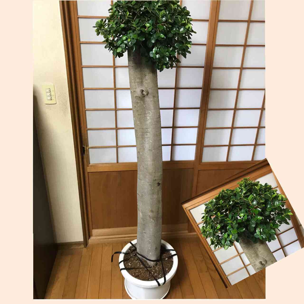 珍しいガジュマルの一覧|🍀GreenSnap(グリーンスナップ) 珍しいガジュマルの一覧|🍀GreenSnap(グリーンスナップ)