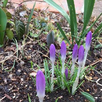 紫のクロッカスの画像 by 淳 こさん | 小さな庭と紫のクロッカスと春のきざしと緑で一息と小さい花と青い花マニア