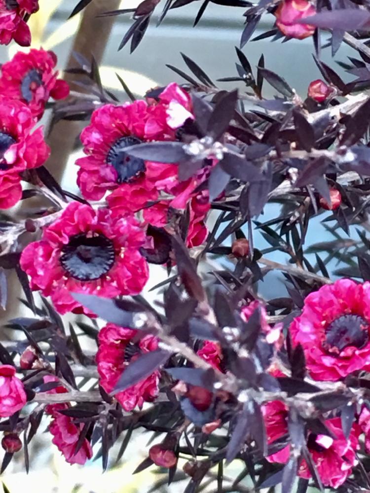 ギョリュウバイの投稿画像 By Kiraraさん レプトスペルムムと植中毒と今日の一枚と咲いてるとフトモモ科とハーブとオーストラリアとオージープランツとピカピカとピンクの花と寒さに負けないと可愛い 18月2月22日 Greensnap グリーンスナップ