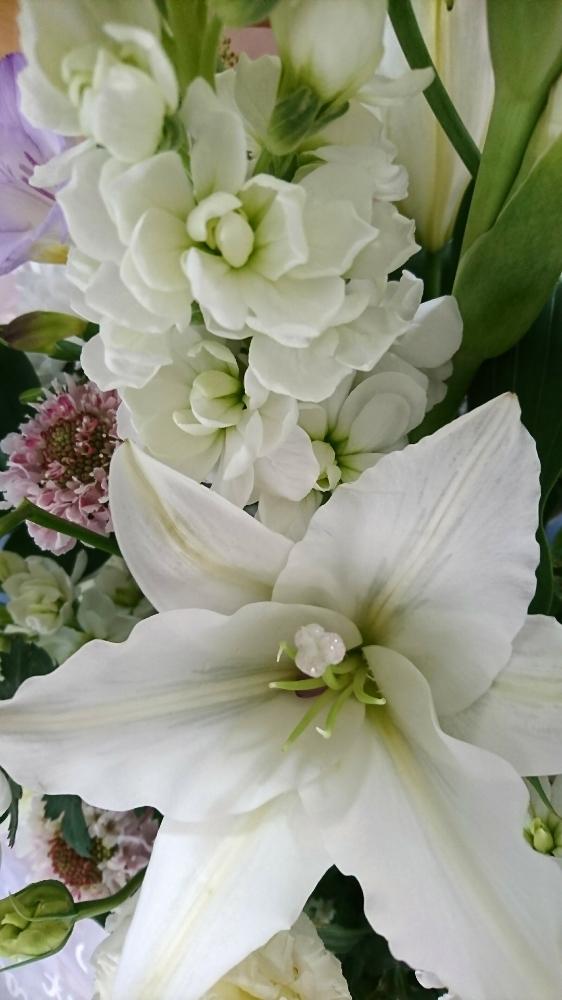 スマホ撮影の投稿画像 By マミーさん 花のある暮らしと ストックと白い花とユリの花と花束 18月2月22日 Greensnap グリーンスナップ