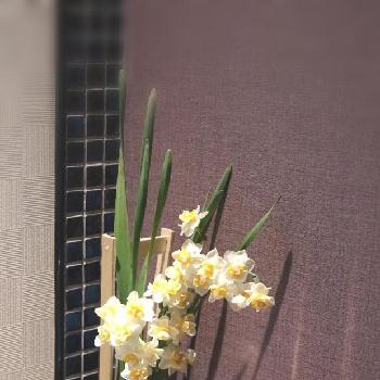 竹細工の画像 by ミルキーさん | バス/トイレと八重咲きスイセンと『植物と暮らす2018』フォトコンテストと花のある暮らしとかわいいよ✨と竹細工