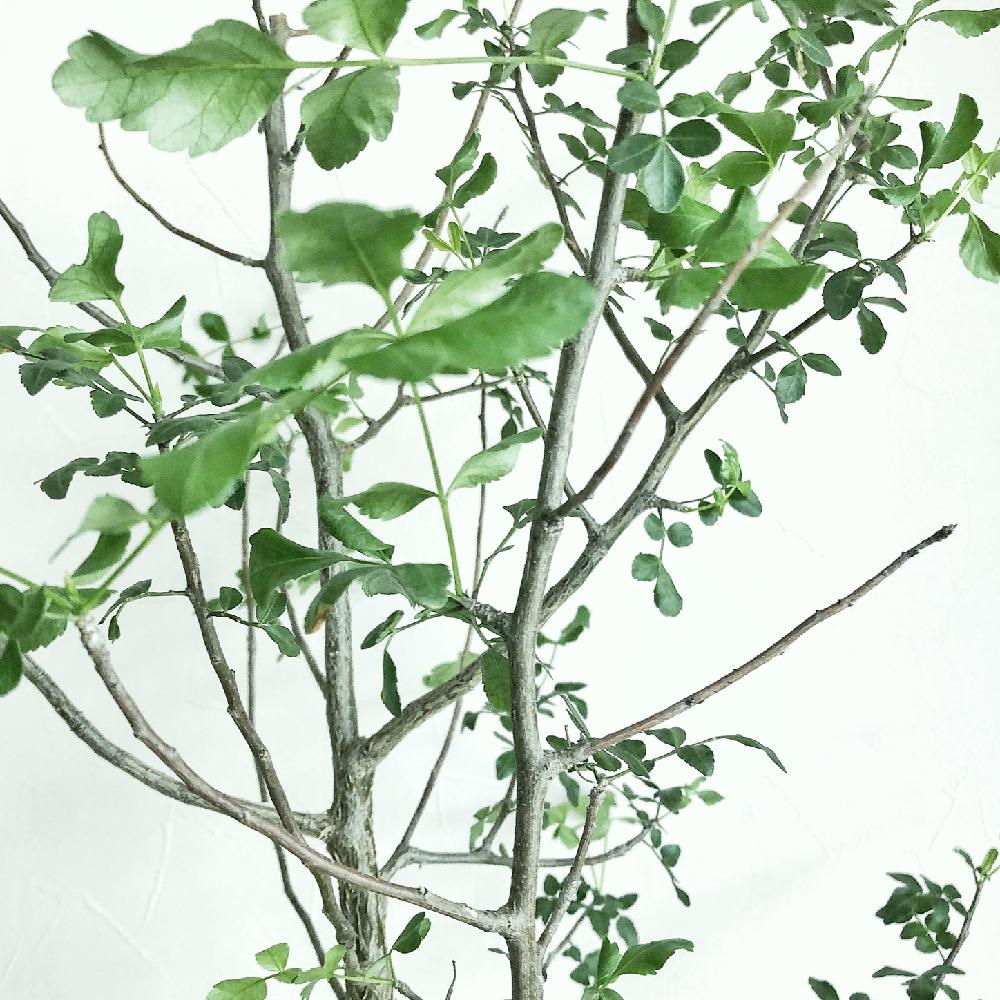 ブルセラ ファガロイデスの投稿画像 By Snpさん 潅木と芽吹きと挿し木とコーデックスとkemuriradioプランツ 18月2月22日 Greensnap グリーンスナップ