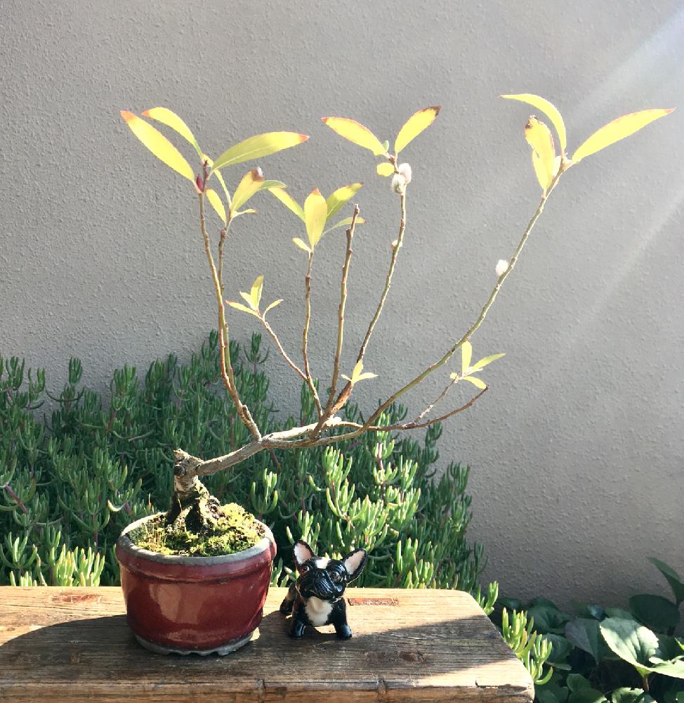ネコヤナギの投稿画像 By Amelieさん 猫柳と和の趣と和の心と春の花 と鉢植えと小品盆栽と盆栽とbonsai 18月2月23日 Greensnap グリーンスナップ