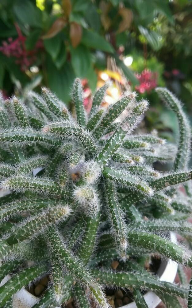 リプサリス ホリダの投稿画像 By うっききさん 植中毒と沖縄と観葉植物とリプサリス属 18月2月23日 Greensnap グリーンスナップ