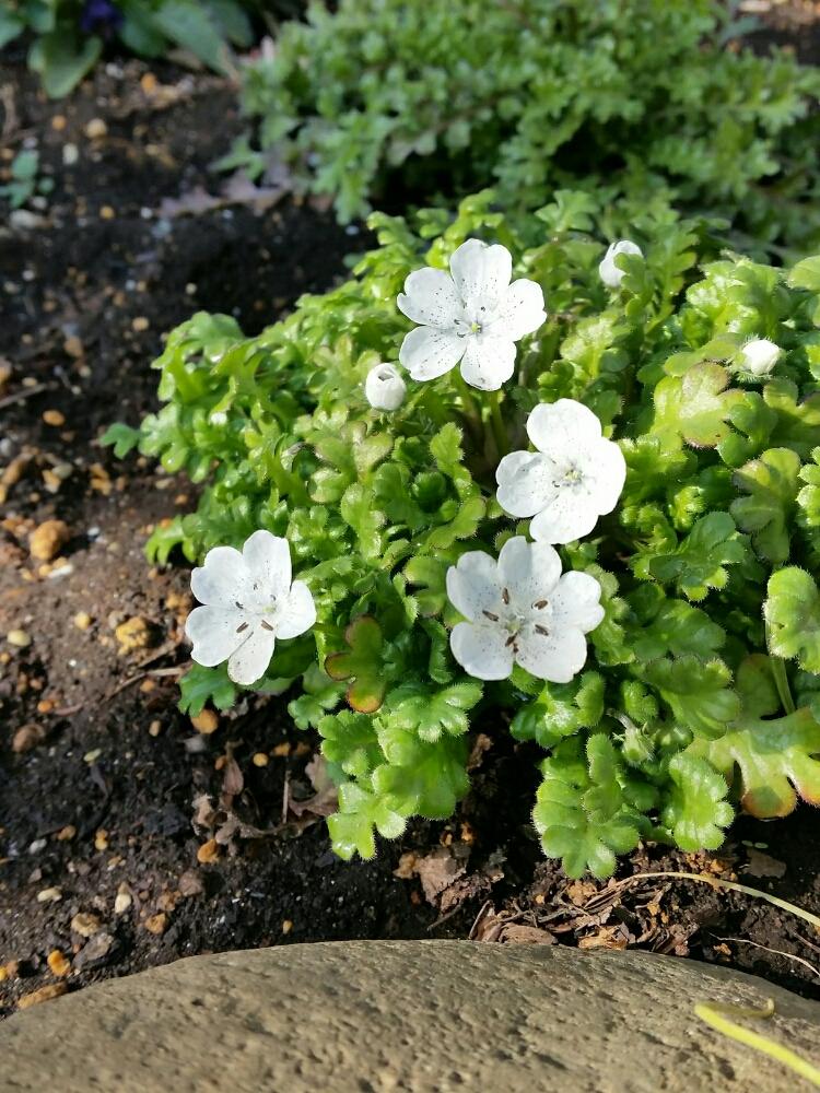 ネモフィラの投稿画像 By みーみーさん 広い庭と白い花とさいた と白い花とさいた 18月2月23日 Greensnap グリーンスナップ Greensnap グリーンスナップ
