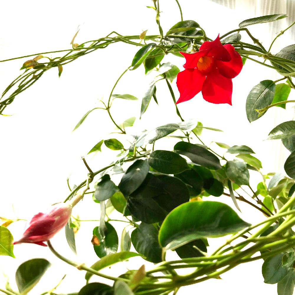 サンパラソルの投稿画像 By 晴子さん 開花と冬越しとつる性植物と赤い花と花のある暮らしとお花と咲いた 18月2月24日 Greensnap グリーンスナップ