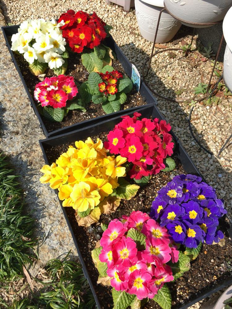 すべての美しい花の画像 50 プリムラ 花 植物