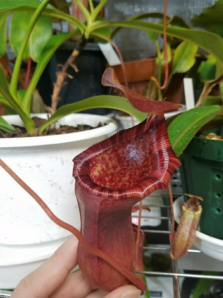 Nepenthes Lowii Ventricosaの投稿画像 By 棒stickさん 観葉植物と食虫植物とテラリウムと珍奇植物 と ワンハンド コンテストとビザールプランツとネペンテスと部屋と観葉植物と食虫植物とテラリウムと珍奇植物と ワンハンド コンテストとビザールプランツ 18月2月
